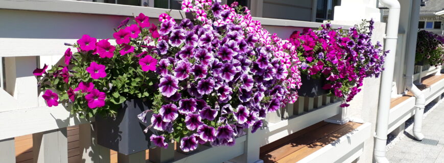 8296481615313207 8296481615313207